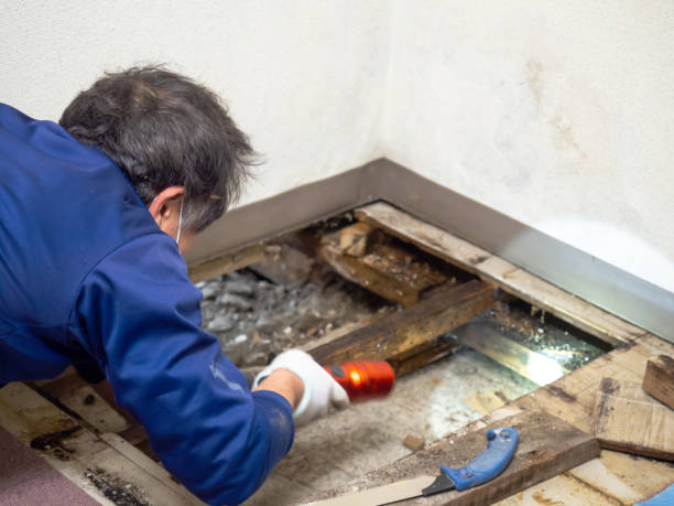 Best Mold Remediation Services  in Oak Valley, NJ