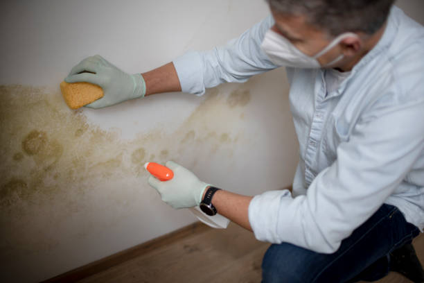 Best Black Mold Removal  in Oak Valley, NJ