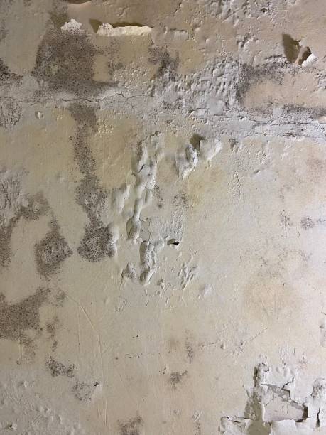 Best Emergency Mold Removal  in Oak Valley, NJ