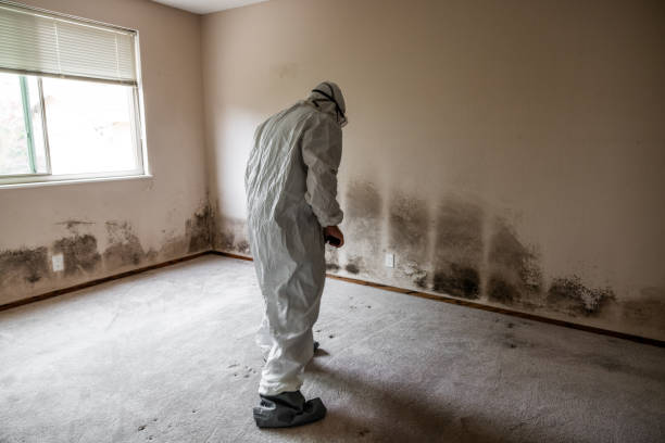 Best Certified Mold Removal  in Oak Valley, NJ