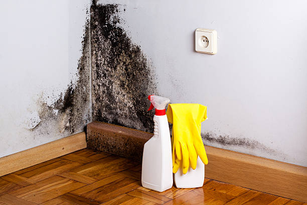 Best Toxic Mold Removal  in Oak Valley, NJ