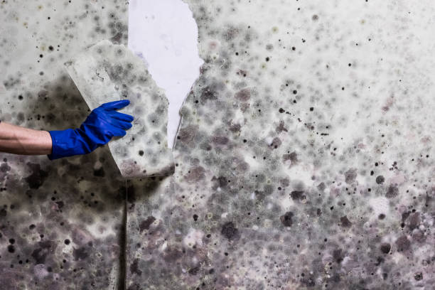 Best Certified Mold Removal  in Oak Valley, NJ