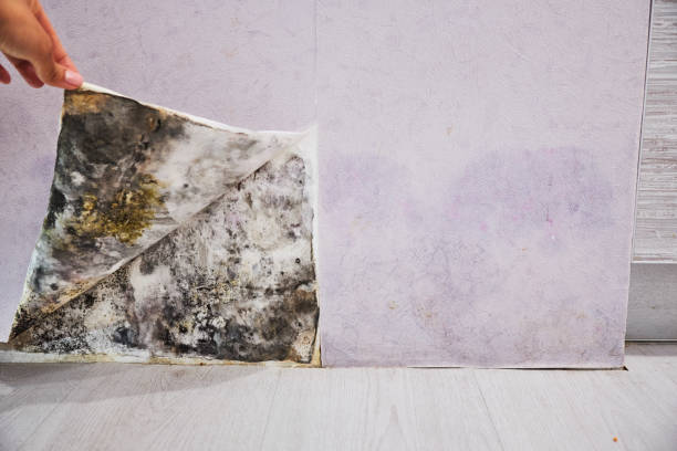 Best Residential Mold Removal  in Oak Valley, NJ